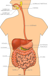 El sistema digestivo