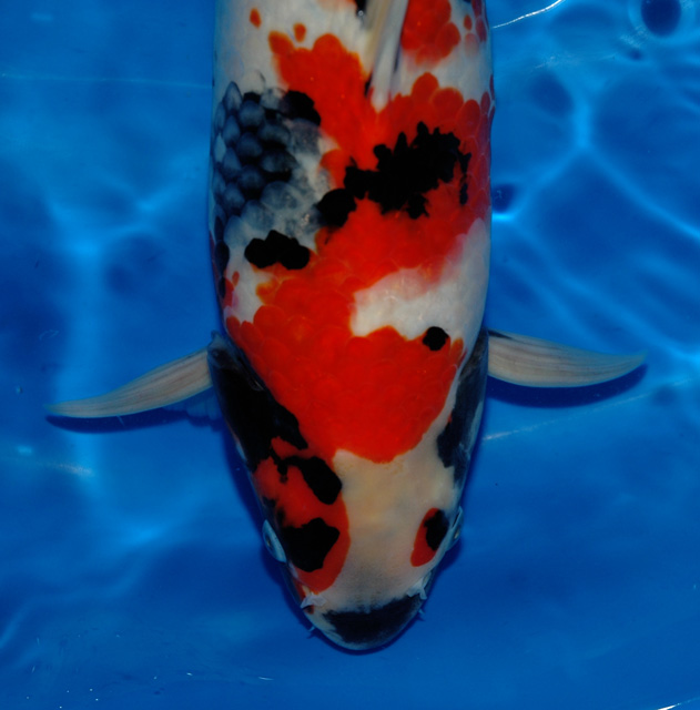 [Showa11Uitsnit4.jpg]