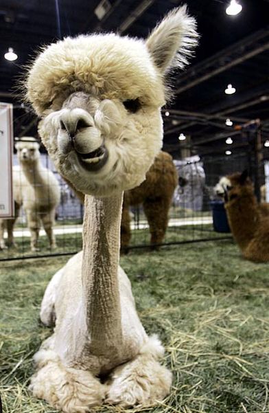 [shaved-alpacca.jpg]
