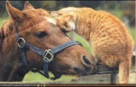 [horseandcat.bmp]