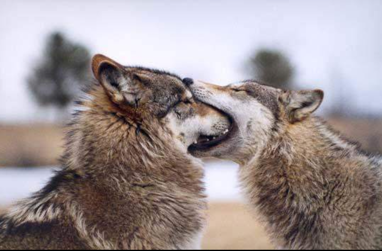 [wolves.png]