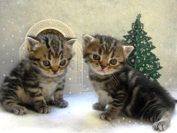 [2_kitties_christmas_.jpg]