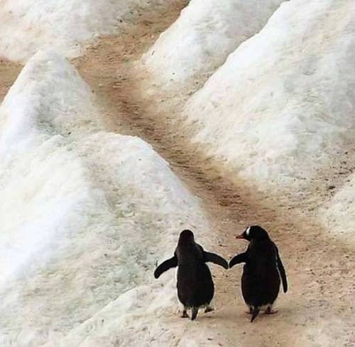 [penguins-24107-_tplq.jpg]