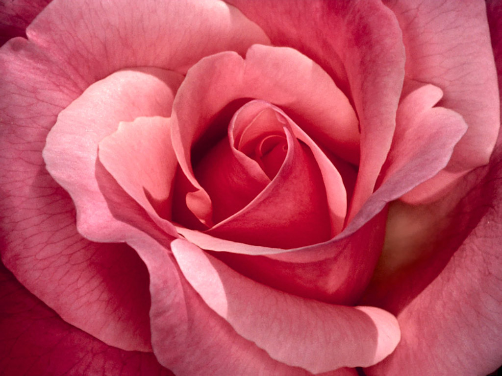 http://3.bp.blogspot.com/_rWvyoi6IYtg/TExXkB8IBKI/AAAAAAAAAvw/qGRqtX5Nk2M/s1600/pretty_in_pink,_roses.jpg