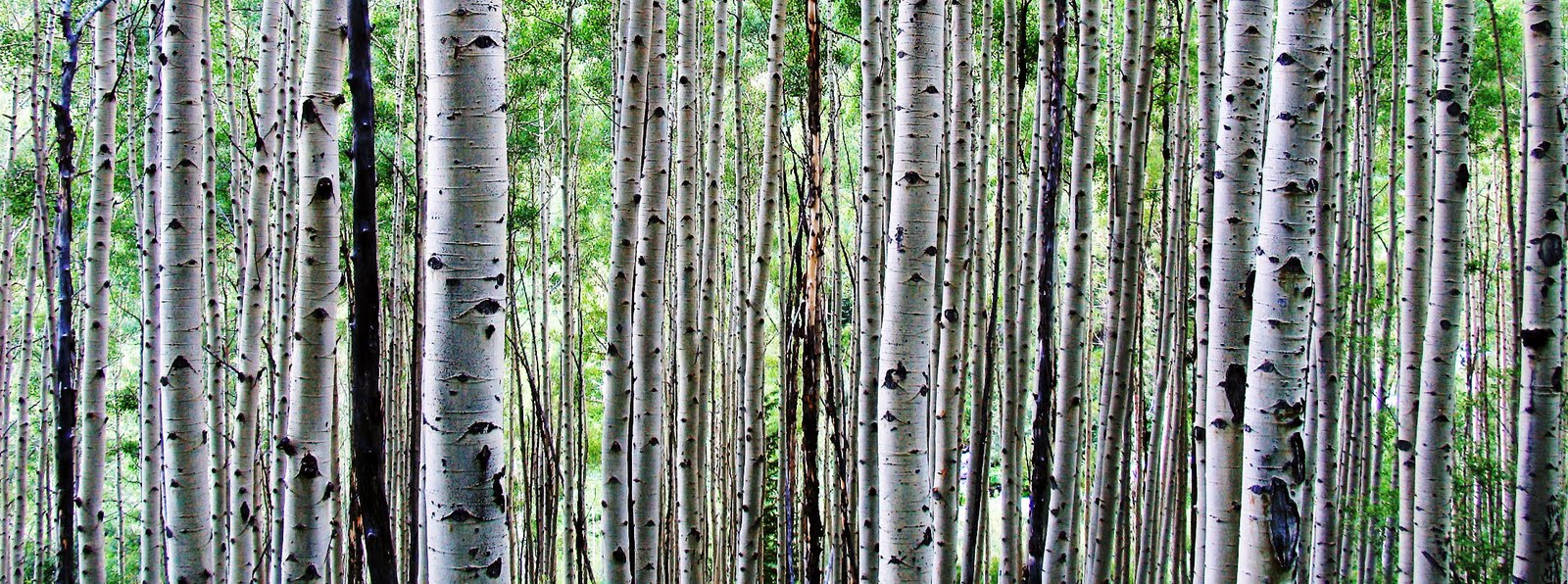 Aspen Drawing