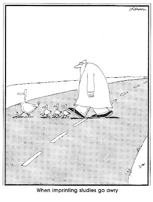 LarsonImprinting.jpg