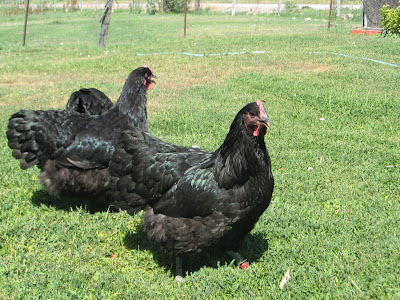 jersey giants chickens
