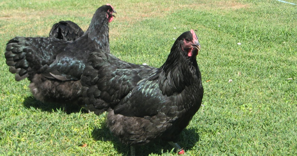 BWH FARMS REAL Jersey Giant Pullets