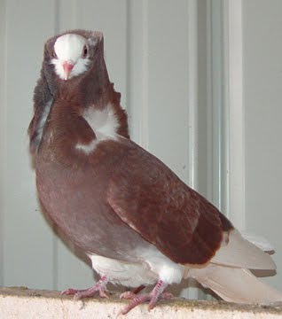 Old Dutch Capuchine Pigeon