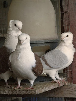 Doves For Sale >> Old German Owl Pigeon Pictures ~ ENCYCLOPEDIA OF PIGEON BREEDS Doves For Sale >> Old German Owl Pigeon Pictures ~ ENCYCLOPEDIA OF PIGEON BREEDS
