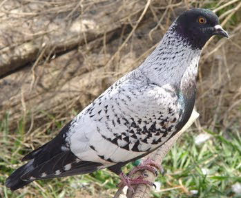 Danish Birds