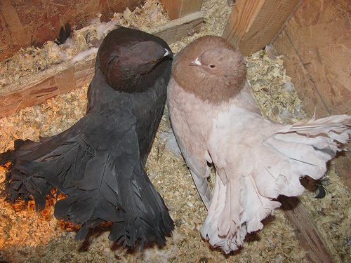 fantail indian pigeon fantails