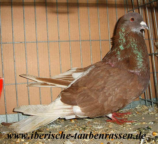 Pigeon Runt