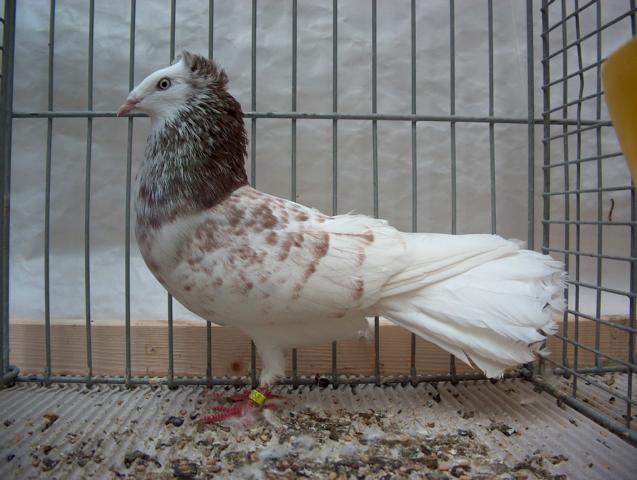 highflyer danzig pigeon pigeons breeds domestic highflier