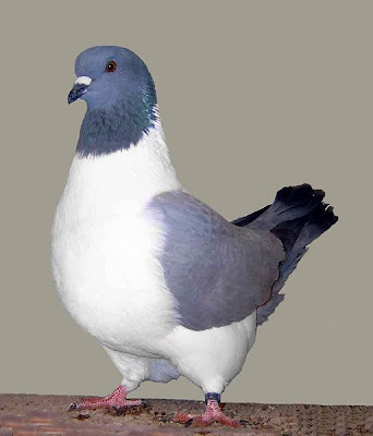 Strasser Pigeon