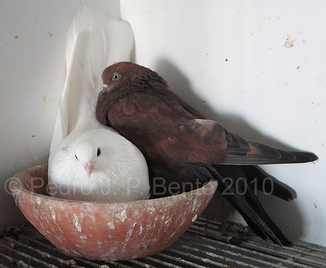 Escampadissa Tumbler Pigeon ENCYCLOPEDIA OF PIGEON BREEDS