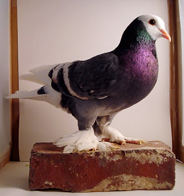 Saxon Monk Pigeon