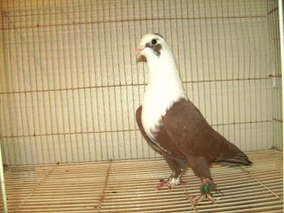 Shirazi Pigeon - Shakhsharli Tumblers Pigeon