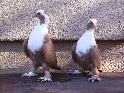 Shirazi Pigeon - Shakhsharli Tumblers Pigeon