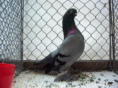 Berlin Short Faced Muffed Tumbler Pigeon
