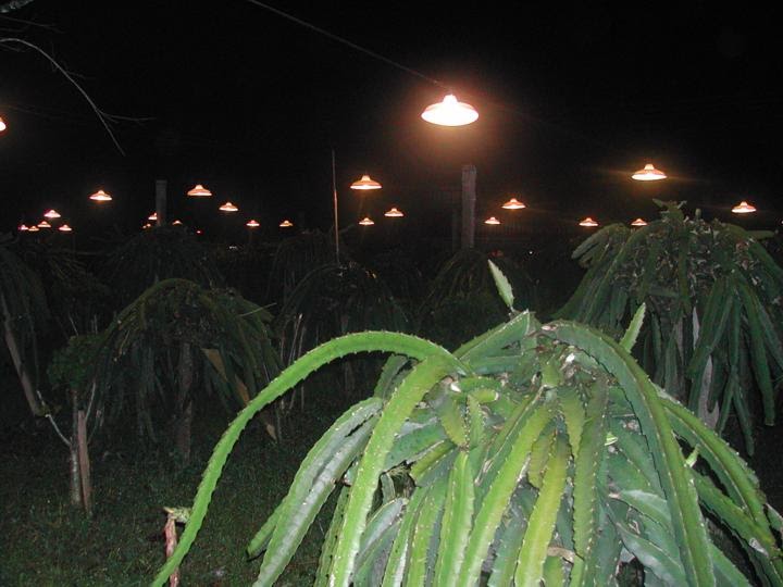 Dragon Fruits Galore Lighting for Dragon Fruits