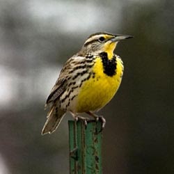 Meadowlarks essay image