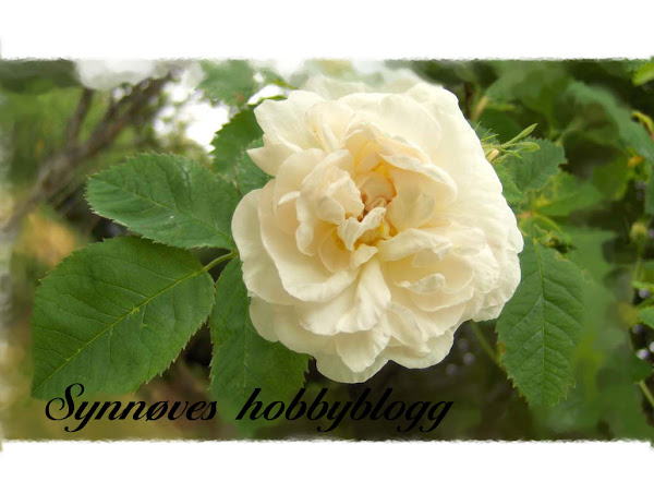 Synnøves Hobbyblogg