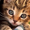 innocent kitty