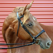 Gabriella II Registered Selle Français in foal by Landfriese II for 2010