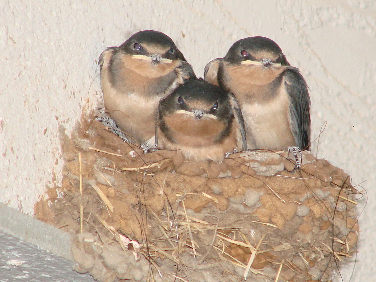 [house+tiles,+swallows+018.jpg]