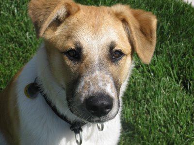 Dogs Named Bear