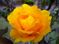 園内の黄色いバラ。