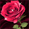 [rosa.gif]