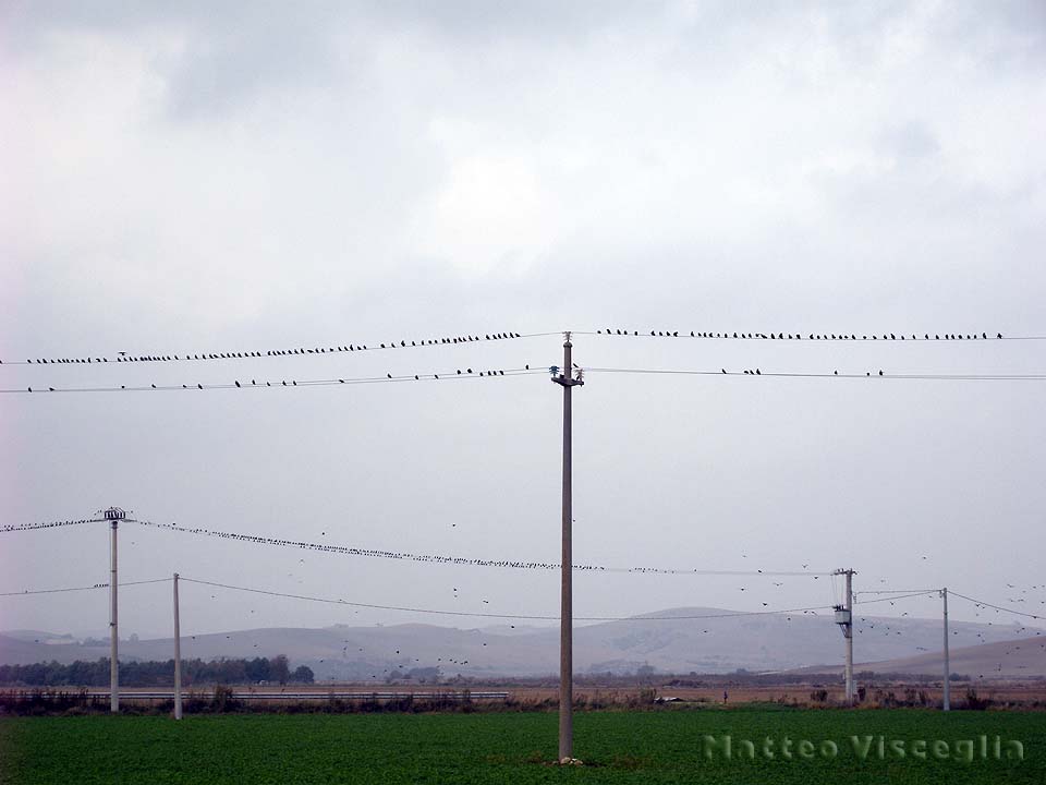 [storni+sui+fili.jpg]