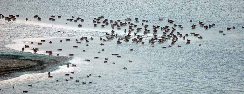 [anatidisangiuliano.jpg]