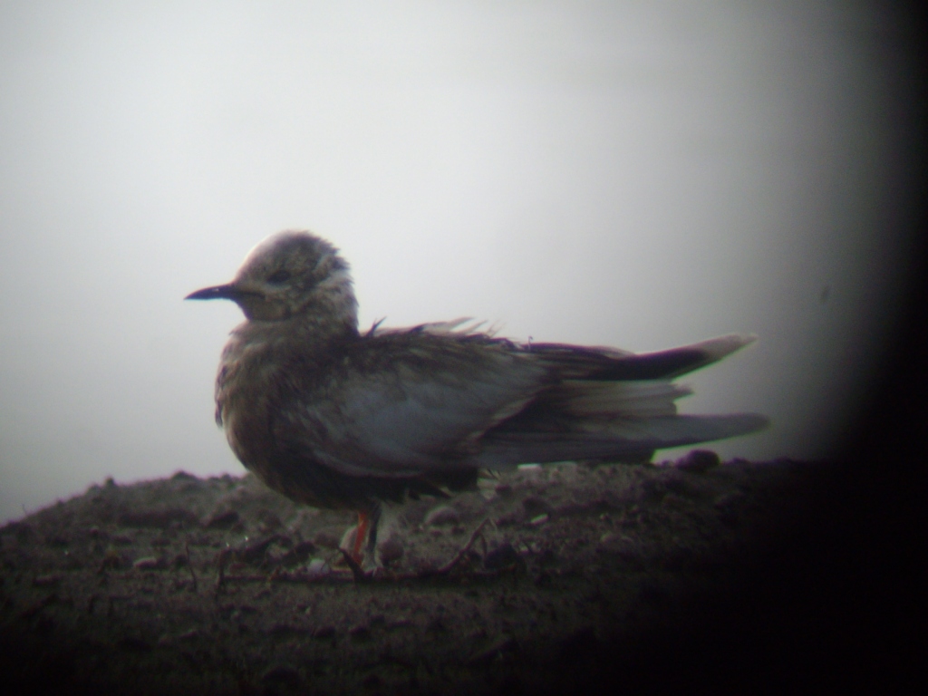 [Gabbianello+con+catrame_Monte+Cotugno+22.01.2009.jpg]