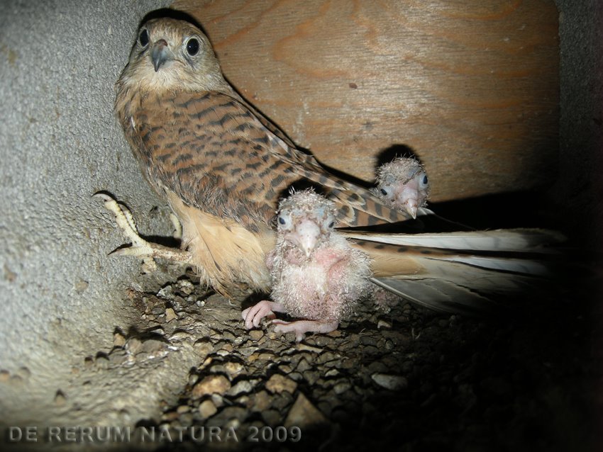 [pullus_DSCN1055.jpg]