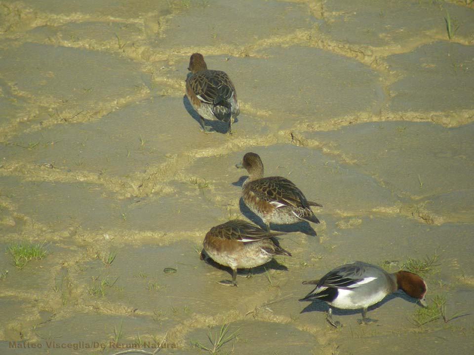 [DSCN5369_fischioni.jpg]