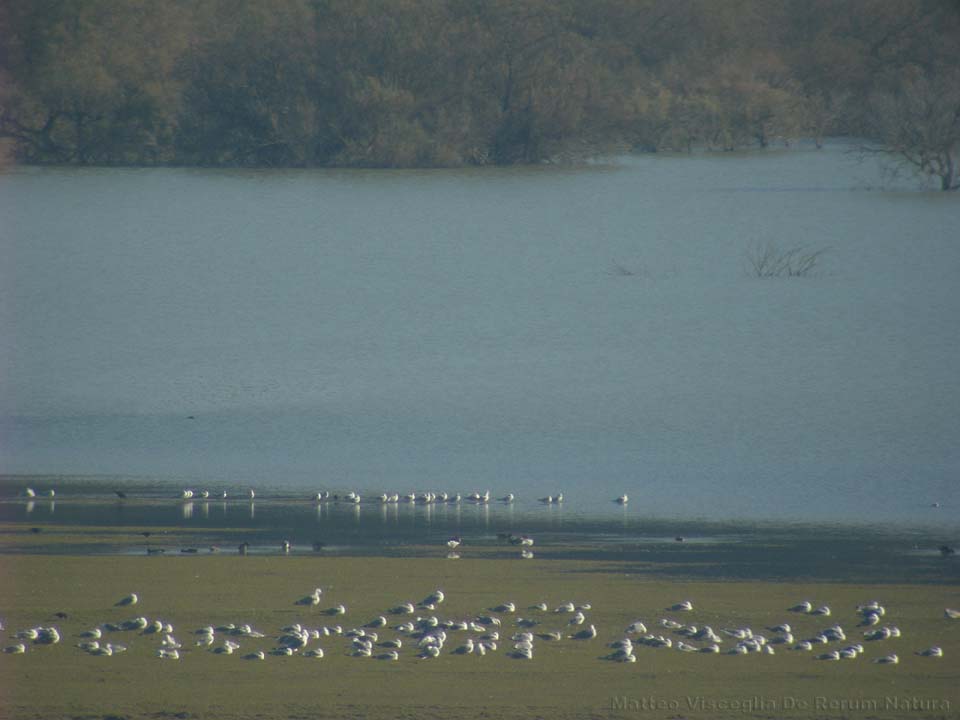 [DSCN5338_Gabbiani.jpg]