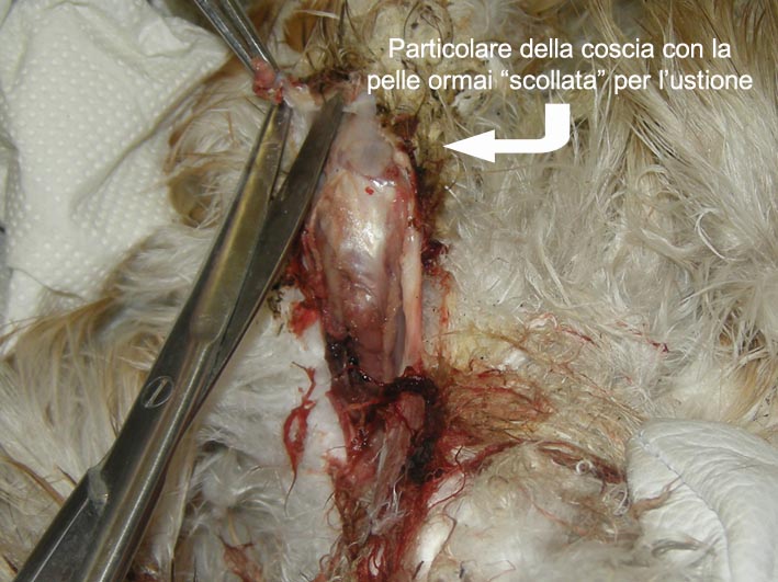 [ustione_nibbio.jpg]