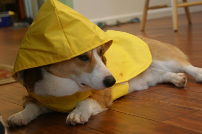 Puppy Raincoat