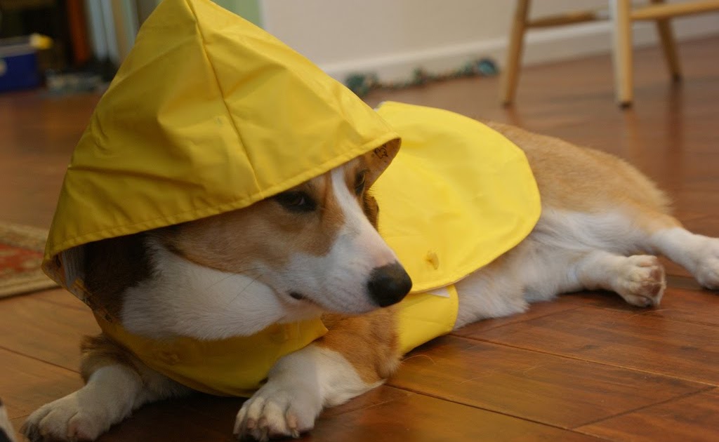 Tails No Rain Ain't Gettin' Ma Doggy Down