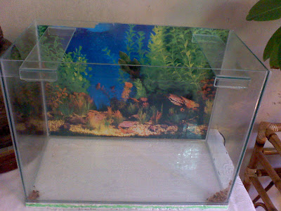 Como armar pecera(Peces agua fria) y recomendaciones Como armar pecera(Peces agua fria) y recomendaciones
