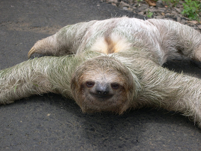 Sloth Love Chunk