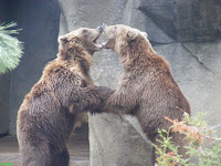 Bear+Wrestling+Riverbanks+Zoo.jpg