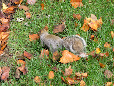 Squirrel in our yard