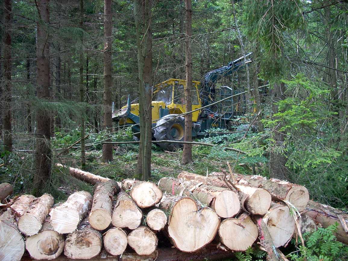 [waldfresser.jpg]