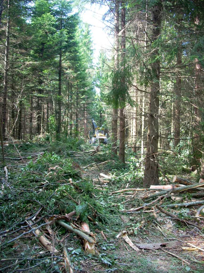 [waldfresser2.jpg]