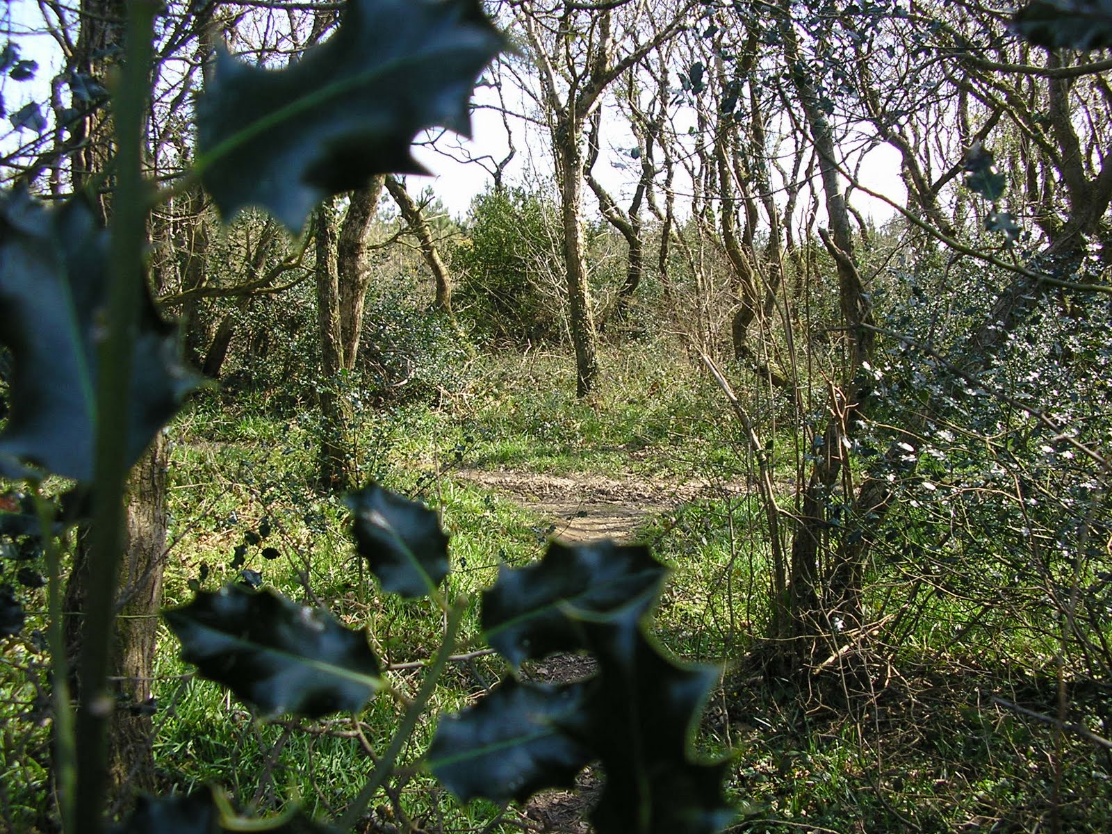 Alice in Galaxyland England's forests for sale