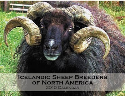 the 2010 icelandic sheep